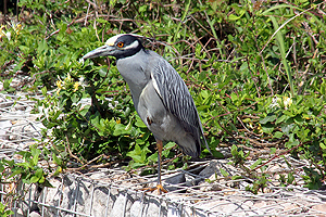 Yellow-crowned Night-heron